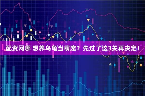 配资网哪 想养乌龟当萌宠？先过了这3关再决定！